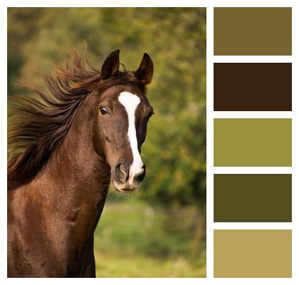 Portrait American Saddlebred Horse Image